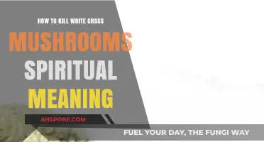 Spiritual Insights: Eradicating White Grass Mushrooms and Their Hidden Meanings