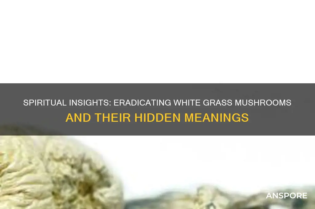 how to kill white grass mushrooms spiritual meaning