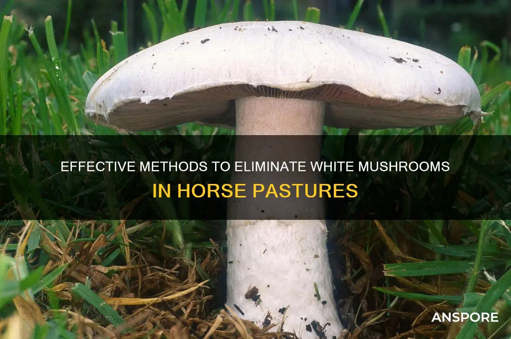 how to kill white mushrooms in horse pasture