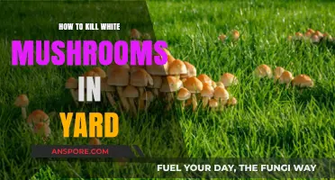 Effective Ways to Eliminate White Mushrooms from Your Lawn