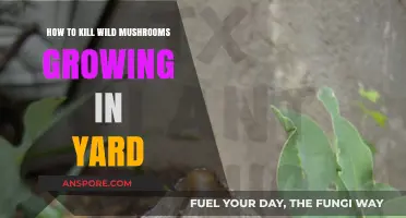 Effective Ways to Eliminate Wild Mushrooms in Your Yard Safely