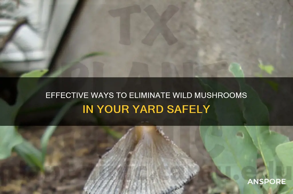 how to kill wild mushrooms growing in yard