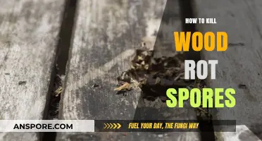 Effective Methods to Eliminate Wood Rot Spores and Prevent Decay