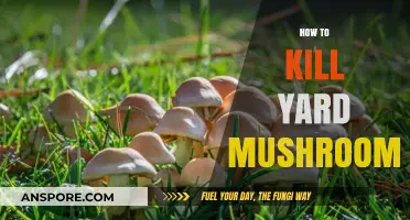 Get Rid of Mushrooms in Your Yard for Good