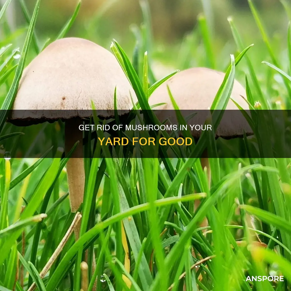 how to kill yard mushrooms