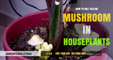 Eliminate Yellow Mushrooms in Houseplants: Effective Methods and Prevention Tips