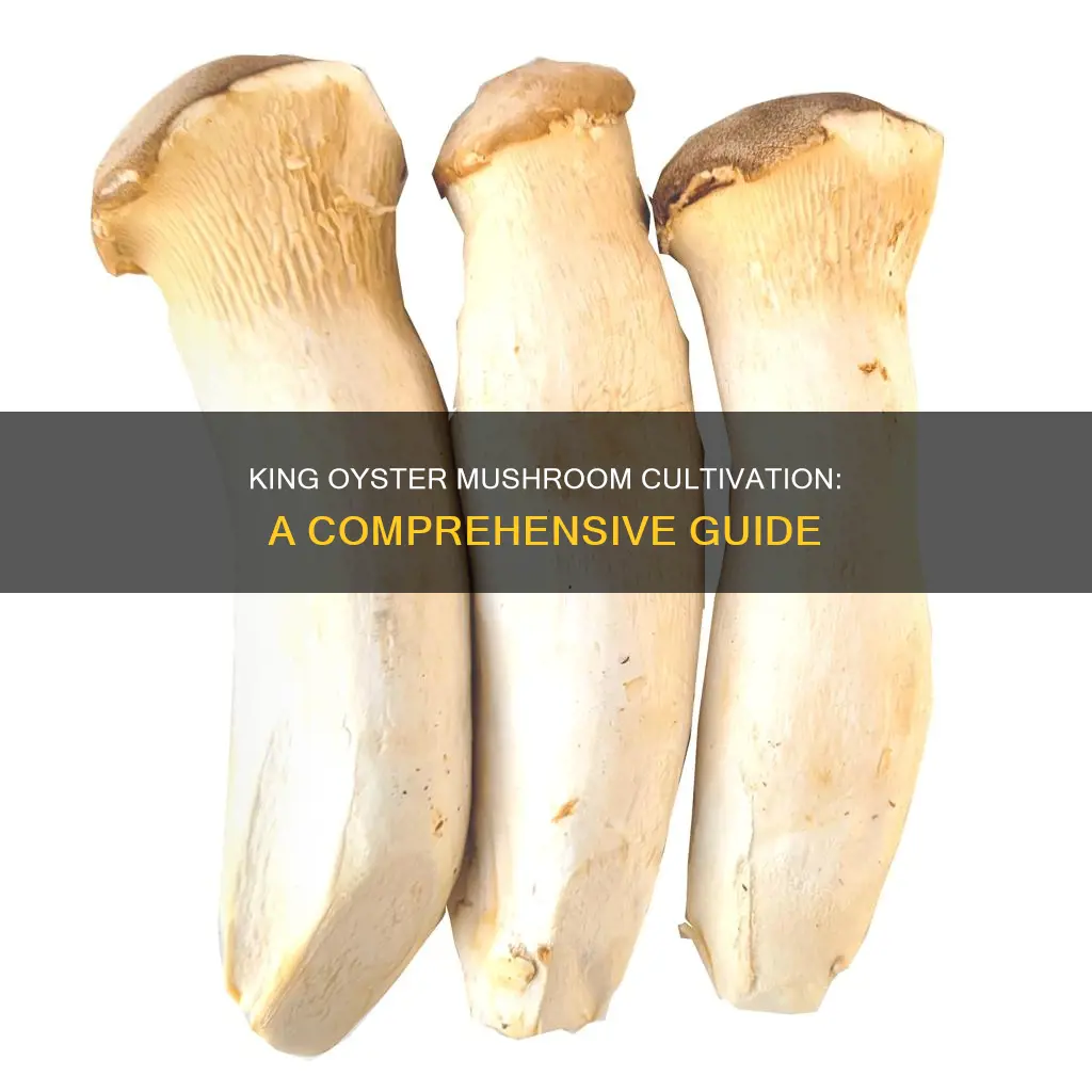how to king oyster mushroom