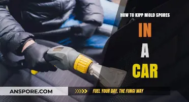 Effective Ways to Keep Mold Spores Out of Your Car