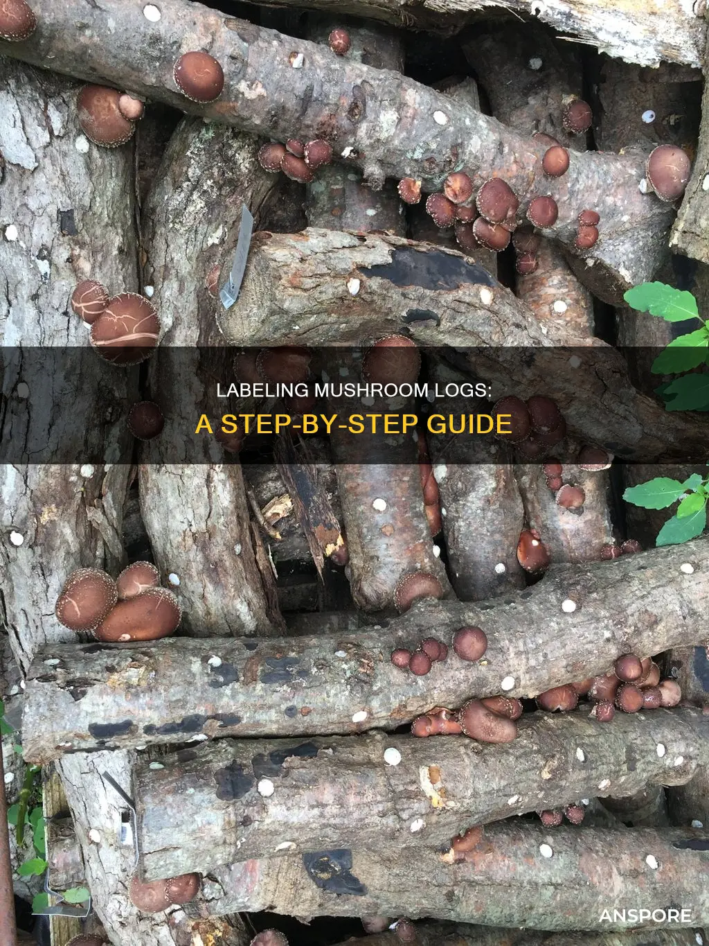 how to label mushroom logs