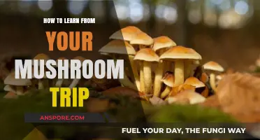 Unlocking Insights: How to Learn and Grow from Your Mushroom Trip