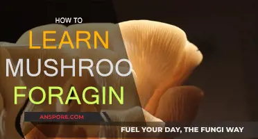 Mushroom Foraging: A Beginner's Guide to Getting Started