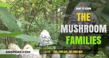 Mastering Mushroom Families: A Beginner's Guide to Identification and Classification