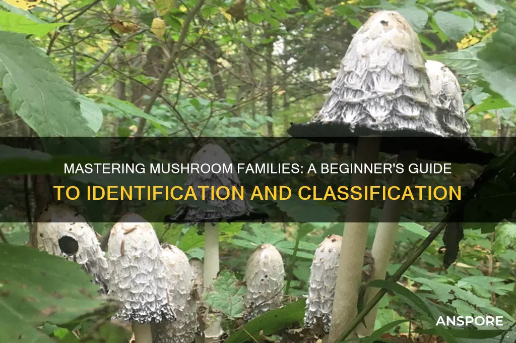 how to learn the mushroom families