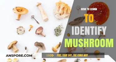 Mastering Mushroom Identification: A Beginner's Guide to Foraging Safely