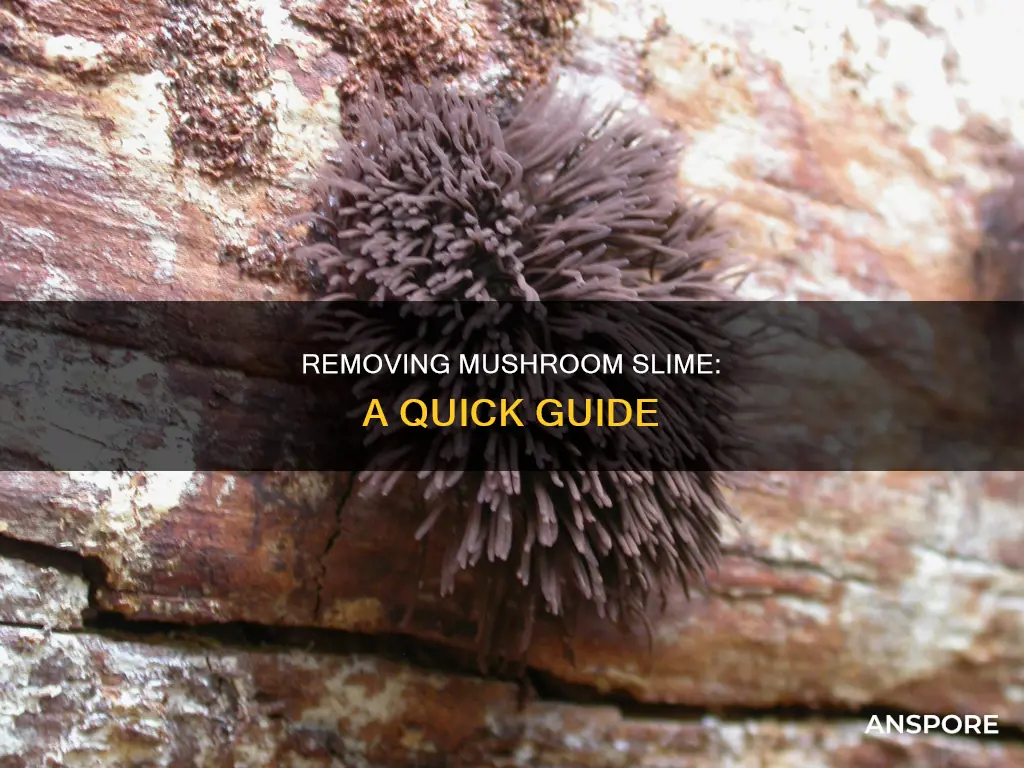 how to leave mushroom slime