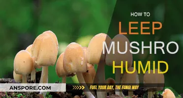 Maintain Mushroom Humidity: The Ultimate Guide