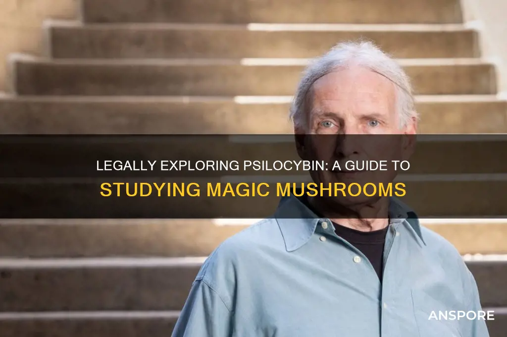 how to legally study psilocybin mushrooms