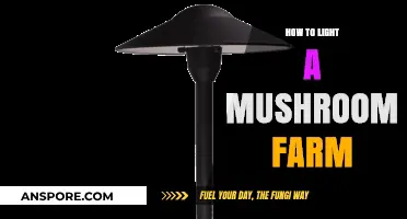 Effective Lighting Strategies for Optimal Mushroom Farm Growth and Yield