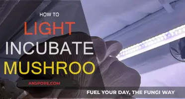 Lighting the Way: Mushroom Incubation Techniques