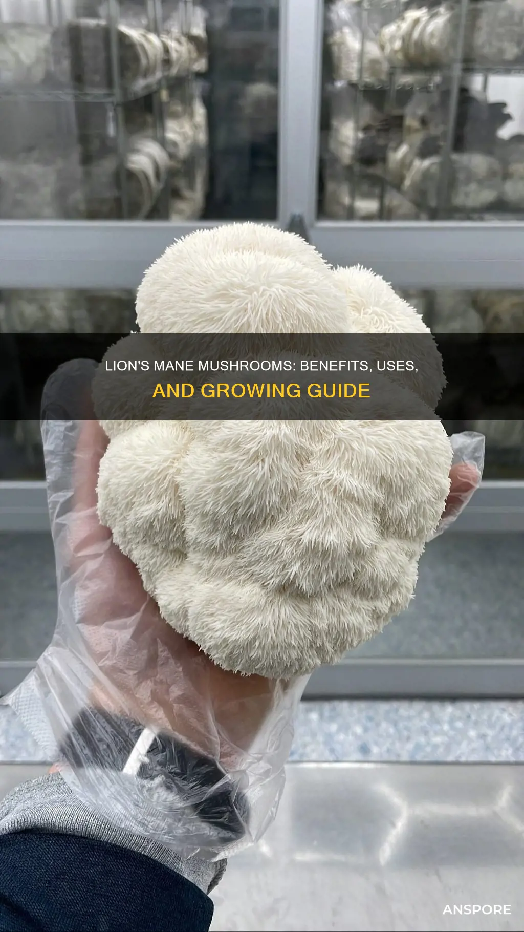 how to lions mane mushrooms