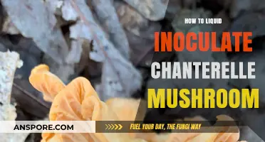 Mastering Liquid Inoculation: A Guide to Growing Chanterelle Mushrooms