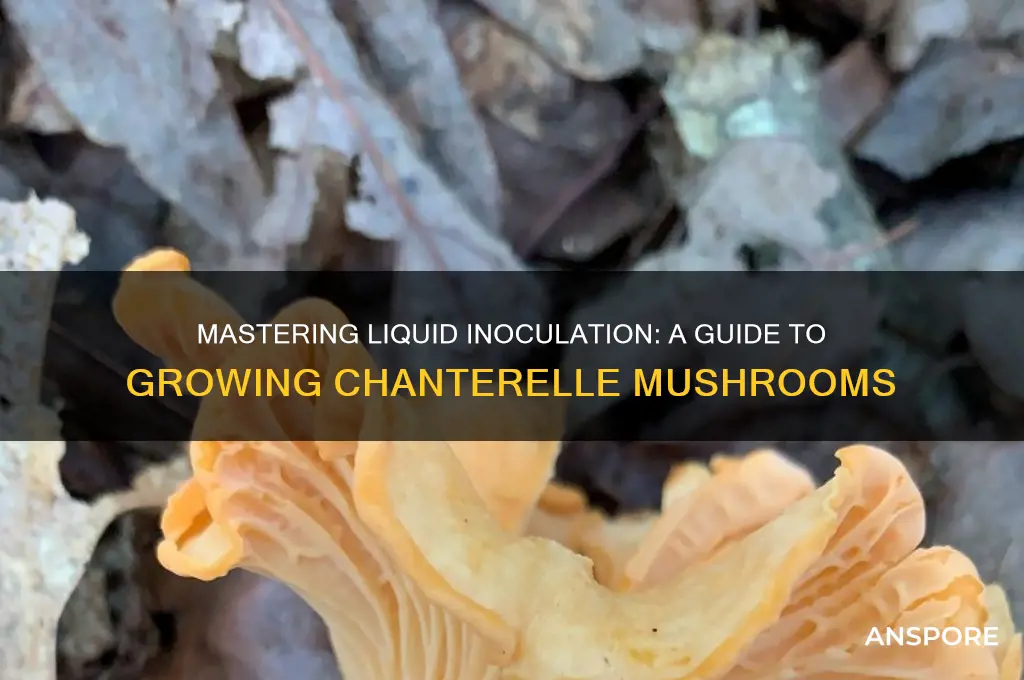 how to liquid inoculate chanterelle mushrooms