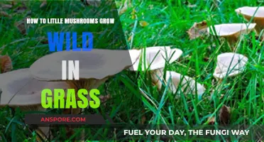 Wild Mushroom Growth: Secrets of Tiny Fungi in Grasslands