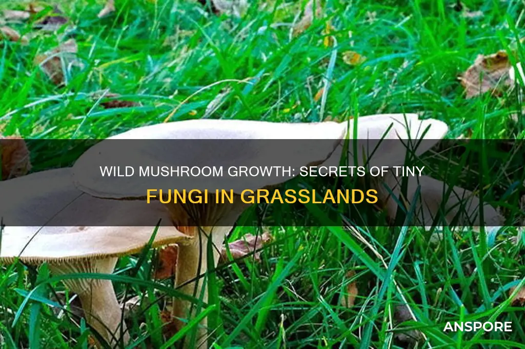 how to litlle mushrooms grow wild in grass