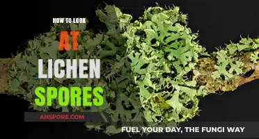 Exploring Lichen Spores: A Beginner's Guide to Microscopic Observation