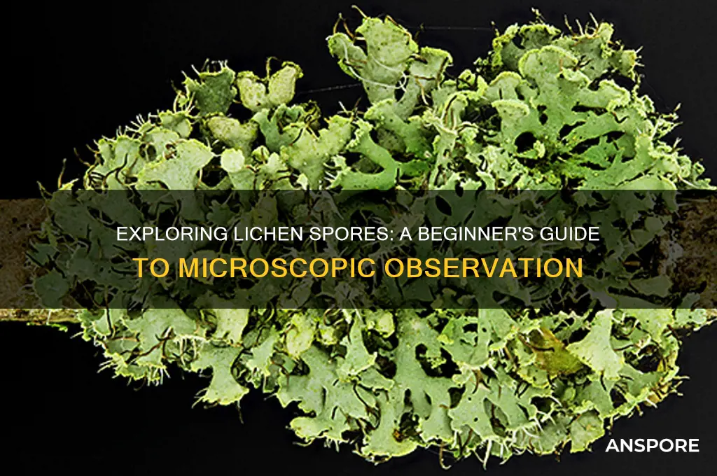 how to look at lichen spores
