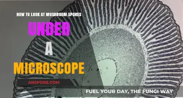 Exploring Mushroom Spores: A Microscopic Guide for Beginners