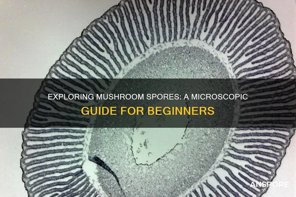 how to look at mushroom spores under a microscope