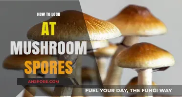 Mastering Mushroom Microscopy: A Beginner's Guide to Observing Spores