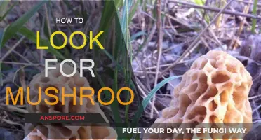 Mushroom Hunting: Tips for Foragers