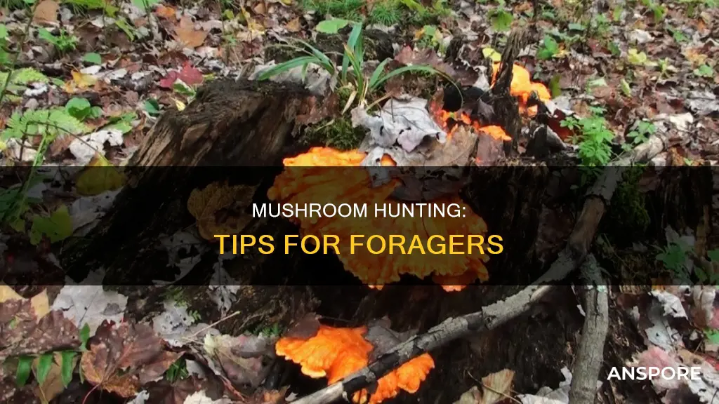 how to look for mushrooms