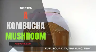 Shipping Kombucha SCOBY: Safe Mailing Tips for Your Mushroom Culture
