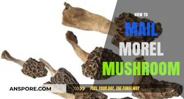 Safely Shipping Morel Mushrooms: Tips for Fresh Delivery and Preservation