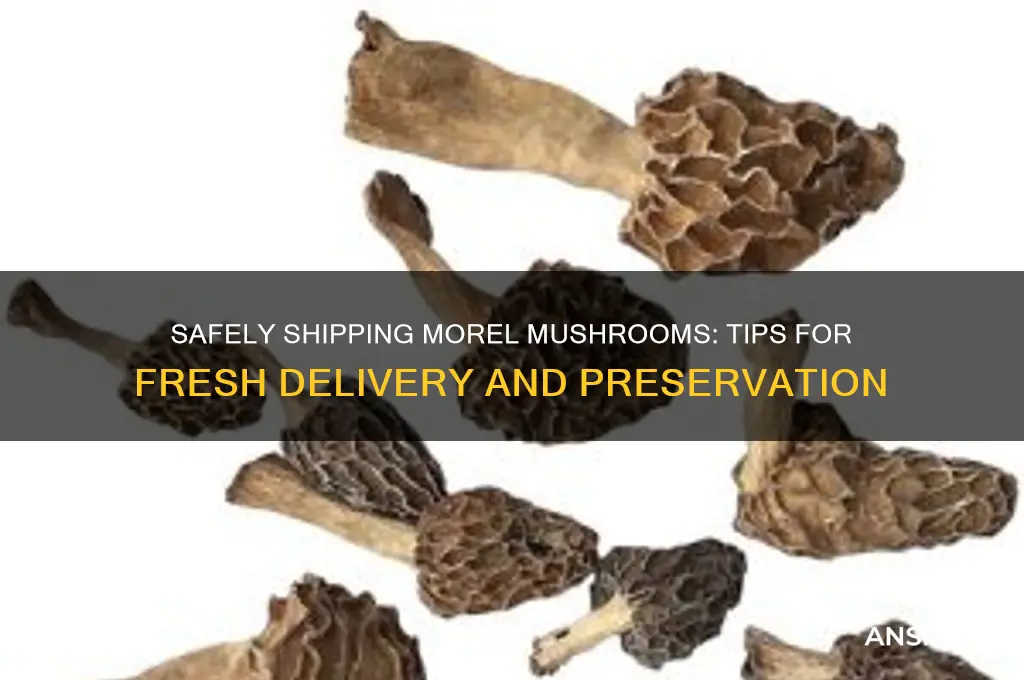 how to mail morel mushrooms