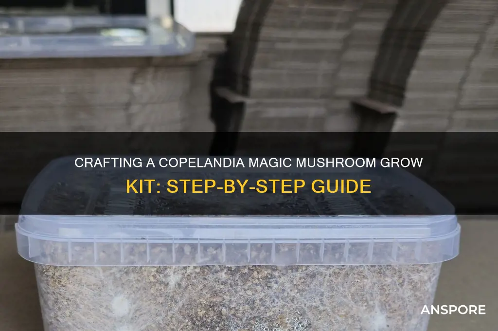 how to make a copelandia magic mushroom grow kit