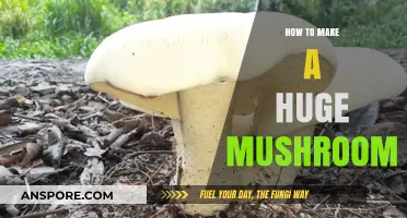 Mastering the Art of Growing Gigantic Mushrooms: A Step-by-Step Guide