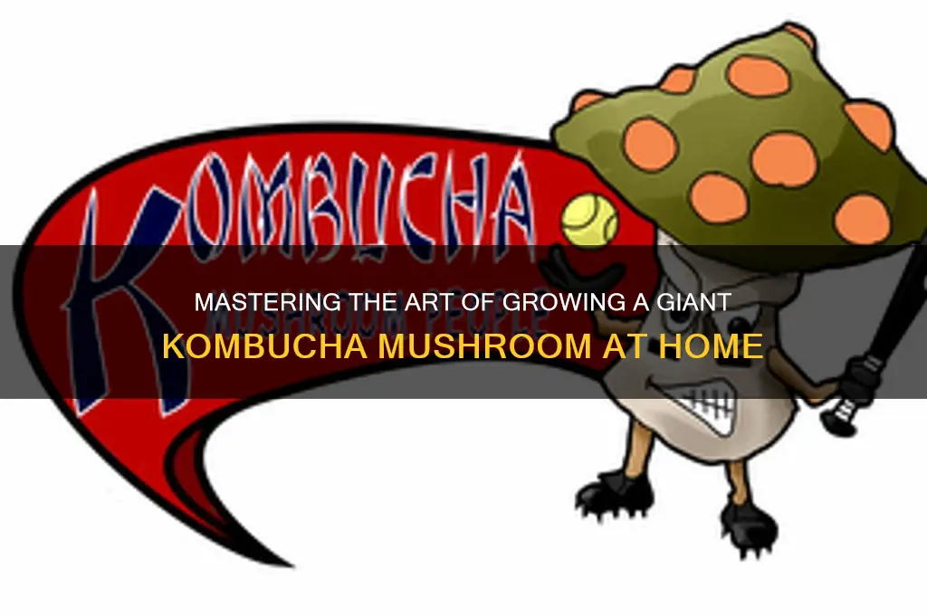 how to make a large kombucha mushroom