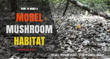 Creating a Thriving Morel Mushroom Habitat: Essential Tips and Techniques