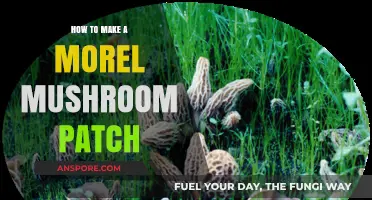 Cultivating Morel Mushrooms: A Step-by-Step Guide to Creating Your Own Patch
