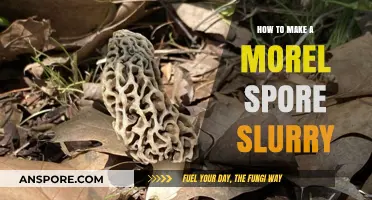 Mastering Morel Cultivation: A Step-by-Step Guide to Spore Slurry Creation