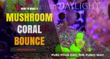 Mastering the Art of Making Mushroom Coral Bounce in Your Tank