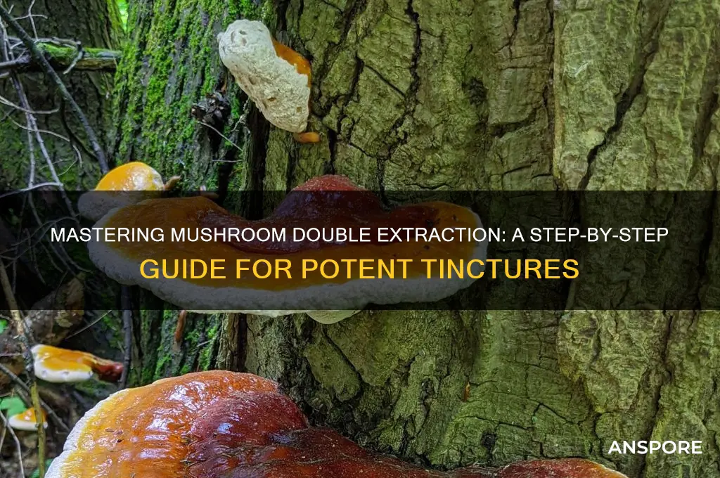 how to make a mushroom double extraction