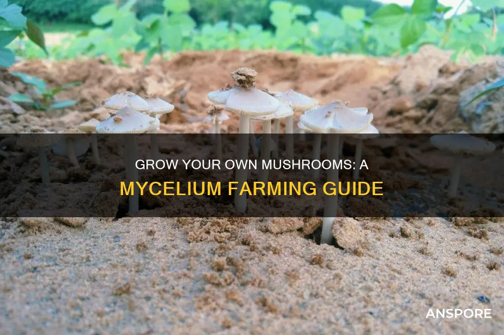 how to make a mushroom farm with mycelium