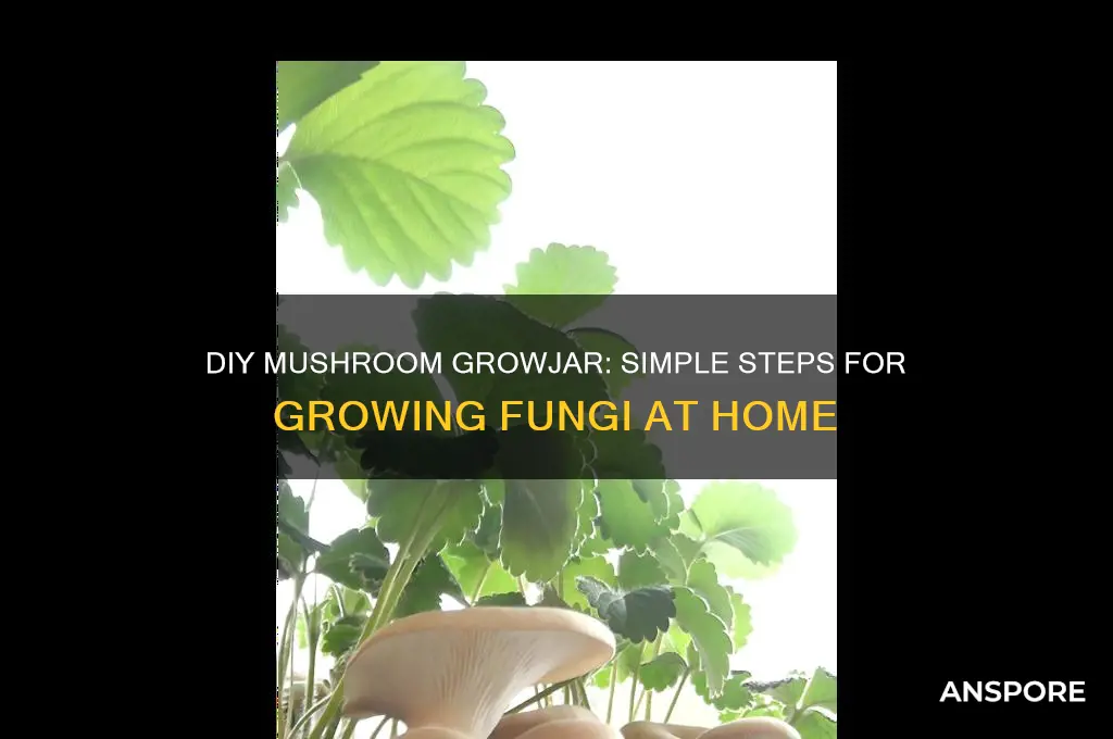 how to make a mushroom growjar