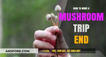 Quickly Ending a Mushroom Trip: Effective Strategies for a Safe Return