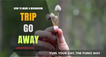 Quick Tips to Safely End a Mushroom Trip and Feel Grounded
